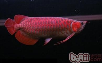 紅龍魚前寬后窄：在挑選紅龍魚時(shí)，應(yīng)注意這些特點(diǎn) 龍魚百科 第3張