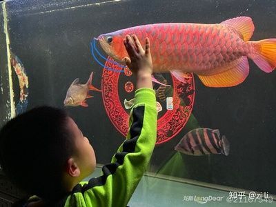 紅龍魚前寬后窄：在挑選紅龍魚時(shí)，應(yīng)注意這些特點(diǎn) 龍魚百科 第2張