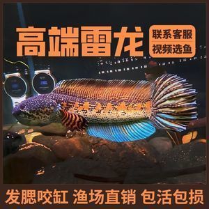 眼睛蛇雷龍魚多少錢：黃金眼鏡蛇雷龍魚價格