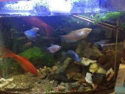 龍魚都喂什么飼料長得快：龍魚喂什么飼料長得快