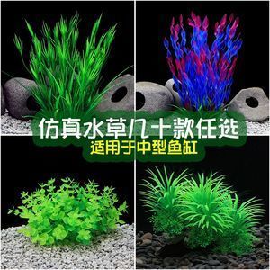 龍魚缸養(yǎng)什么植物好：適合養(yǎng)在龍魚缸中的植物 龍魚百科