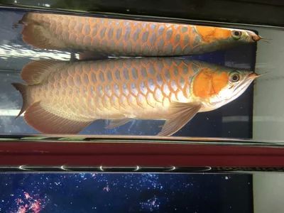 龍魚對(duì)水流速度的要求是什么：龍魚對(duì)水流速度的要求 龍魚百科 第3張