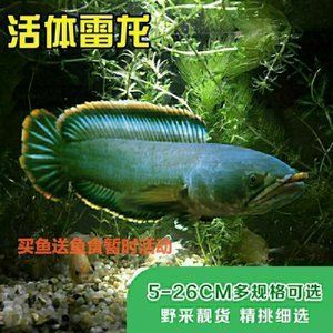 野采雷龍魚小苗：野采雷龍魚小苗的飼養(yǎng)方法 龍魚百科 第2張