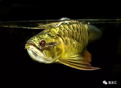 龍魚趴缸還喂食嗎為什么不吃食呢：幫助龍魚恢復(fù)健康可能是由于多種原因?qū)е碌? title=