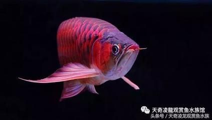 龍魚趴缸還喂食嗎為什么不吃食呢：幫助龍魚恢復(fù)健康可能是由于多種原因?qū)е碌? title=