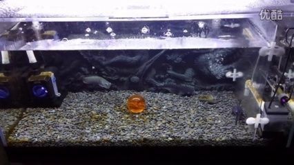 龍魚有什么好處和功效嗎：飼養(yǎng)龍魚有什么好處和功效？ 龍魚百科 第3張