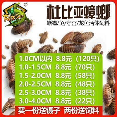 龍魚(yú)專用飼料配方比例是多少?。豪硐氲凝堲~(yú)專用飼料配方比例應(yīng)該是蛋白質(zhì)占40-50% 龍魚(yú)百科 第3張