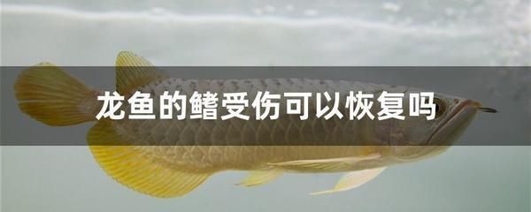 龍魚能長多重的魚鰭：龍魚的魚鰭重量并沒有在搜索結(jié)果中直接提及,然而我們可以了解