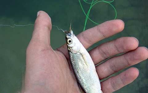 百度金龍魚(yú)雞蛋掛面到那拿貨多少錢一卷：白條魚(yú)可以作為龍魚(yú)的飼料，但需要注意一些事項(xiàng) 龍魚(yú)百科 第1張