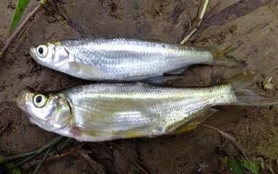 百度金龍魚(yú)雞蛋掛面到那拿貨多少錢一卷：白條魚(yú)可以作為龍魚(yú)的飼料，但需要注意一些事項(xiàng) 龍魚(yú)百科 第2張