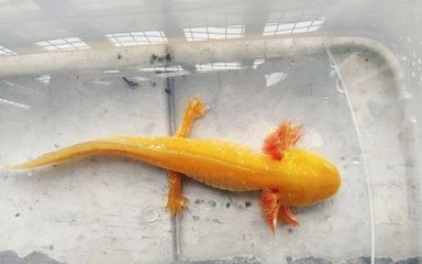 龍魚吃飼料又吐出來了會死嗎：龍魚吃飼料后吐出來了會死嗎 龍魚百科 第3張