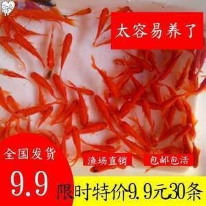 紅龍魚缸能放鹽嗎：紅龍魚缸可以放鹽嗎