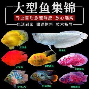 龍魚不想養(yǎng)了可以送人嗎：不再想養(yǎng)龍魚，但需要注意一些事項(xiàng)以確保龍魚得到妥善照顧