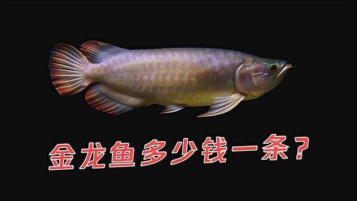 龍魚和金龍魚是一種魚嗎為什么：龍魚和金龍魚是一種魚嗎 龍魚百科 第2張