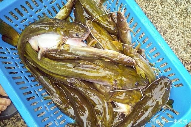 黃龍魚長什么樣：黃龍魚是一種多彩多姿、形態(tài)各異的熱帶觀賞魚 龍魚百科 第1張