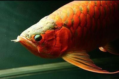 紅龍魚(yú)幾天喂一次飼料：紅龍魚(yú)的喂食頻率應(yīng)該如何確定？