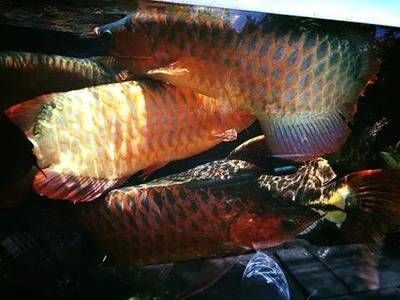 紅龍魚吃金蛙好嗎_：關(guān)于紅龍魚吃金蛙的問題 龍魚百科 第2張