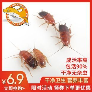 金龍魚吃蟑螂有什么好處：金龍魚吃蟑螂可以帶來一些好處但飼養(yǎng)者需要注意