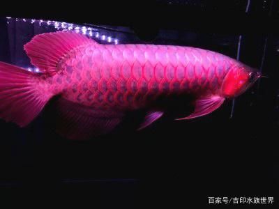 除藻劑對龍魚有害嗎：沖浪泵對紅龍魚的影響 龍魚百科 第2張