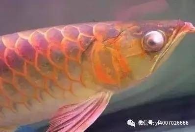 龍魚疾病引起龍魚燒尾的原因有哪些：龍魚燒尾是一種常見的疾病，其主要原因是水質(zhì)問題