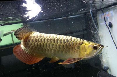 龍魚(yú)20度能活嗎為什么：龍魚(yú)在20度以下的水溫下能活嗎？