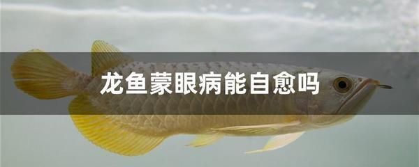 龍魚蒙眼病最快的辦法是什么：龍魚蒙眼病最快的辦法