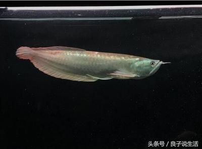 小龍魚(yú)怎么喂食最好