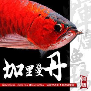 純血紅龍魚雜交紅龍區(qū)別：紅龍魚從小到大的發(fā)色過程 龍魚百科 第3張