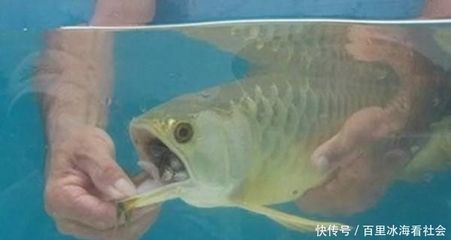 龍魚進缸一星期不吃食會死嗎為什么：龍魚進缸一星期不吃食會死嗎 龍魚百科 第3張