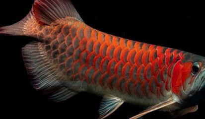 紅龍魚(yú)夏天魚(yú)缸水溫高怎么辦：紅龍魚(yú)夏天魚(yú)缸水溫高的解決方案