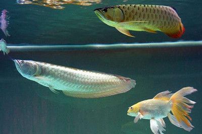 紅龍魚(yú)夏天魚(yú)缸水溫高怎么辦：紅龍魚(yú)夏天魚(yú)缸水溫高的解決方案