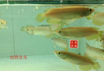 紅龍魚漁場(chǎng)：印尼紅龍魚漁場(chǎng)如何挑選