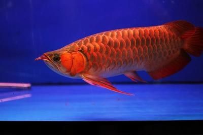 紅龍魚(yú)體型特征是什么意思：紅龍魚(yú)的體型特征