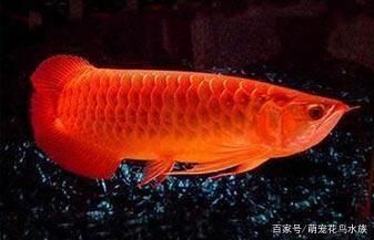 金龍魚 喂養(yǎng)：金龍魚喂養(yǎng)的相關(guān)信息