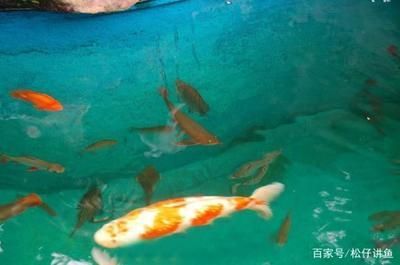 龍魚(yú)錦鯉混養(yǎng)：錦鯉和龍魚(yú)可以混養(yǎng)嗎？