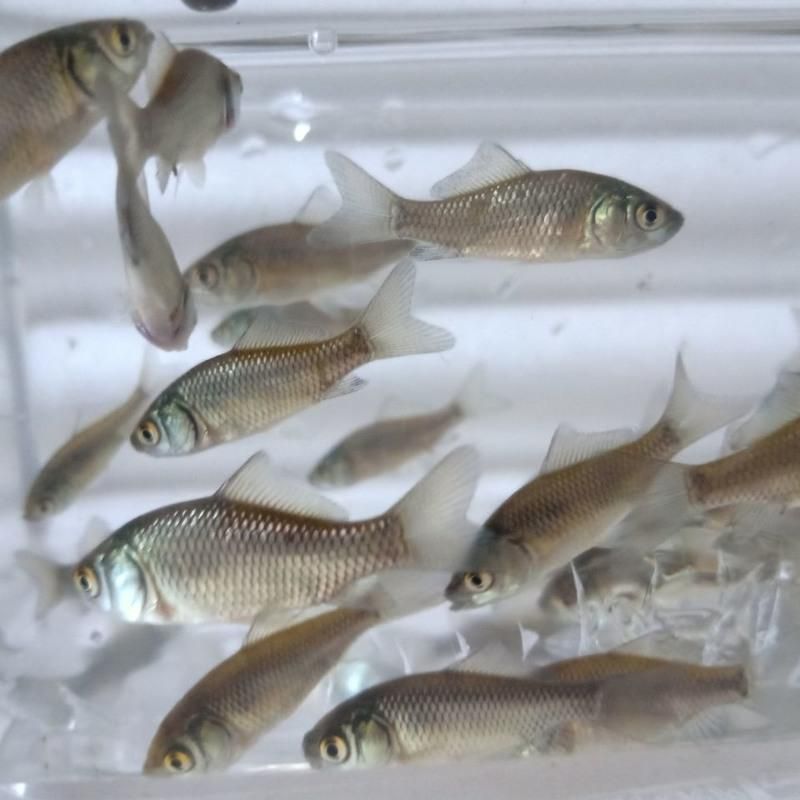 鯽魚可以喂龍魚嗎：鯽魚可以作為食物喂給龍魚，但需要注意的是喂食前需要注意的是 龍魚百科 第1張