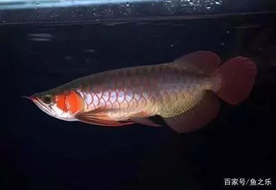 龍魚(yú)兜嘴會(huì)有什么影響：龍魚(yú)兜嘴會(huì)影響龍魚(yú)觀賞價(jià)值，龍魚(yú)兜嘴會(huì)有什么影響