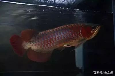 龍魚(yú)兜嘴會(huì)有什么影響：龍魚(yú)兜嘴會(huì)影響龍魚(yú)觀賞價(jià)值，龍魚(yú)兜嘴會(huì)有什么影響