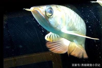 龍魚總是蒙眼是什么原因：龍魚蒙眼怎么辦