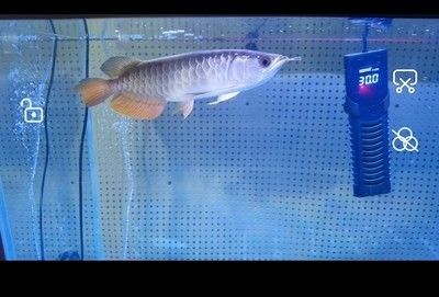 龍魚(yú)水霉治療多少天可以降底溫度：龍魚(yú)水霉的治療方法 龍魚(yú)百科