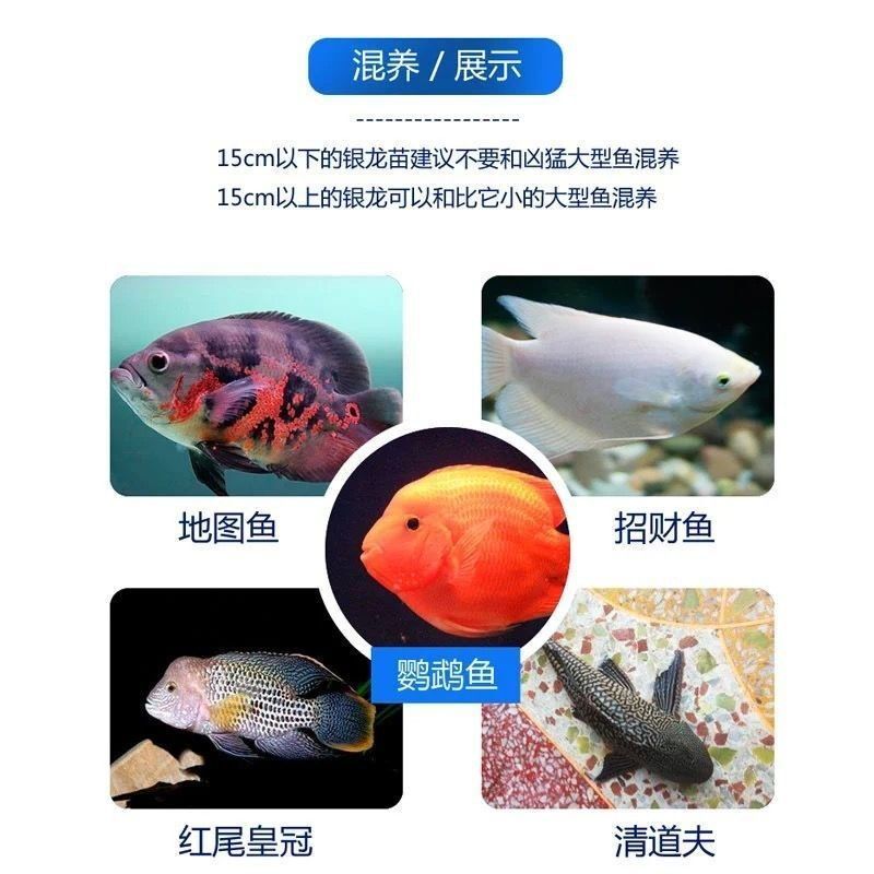 龍魚苗子什么時候有卵：龍魚苗子什么時候有卵，龍魚的繁殖行為涉及多個方面的細(xì)節(jié) 龍魚百科