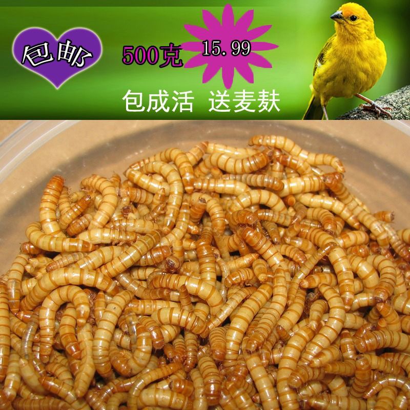 龍魚(yú)吃大麥蟲(chóng)：龍魚(yú)吃大麥蟲(chóng)是一個(gè)被廣泛討論的話題