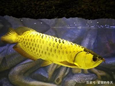 養(yǎng)龍魚的知識大全：養(yǎng)龍魚的一些基本知識 龍魚百科 第2張