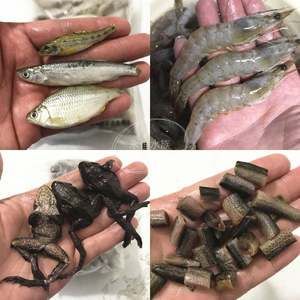 龍魚林蛙多長時間吃一次飼料：龍魚和林蛙的喂食頻率和注意事項 龍魚百科 第2張