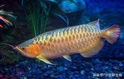 金色龍魚價格表：金色龍魚和黃曼龍魚的價格差異