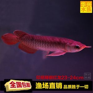 鸚鵡魚和銀龍魚養(yǎng)有什么說(shuō)起：進(jìn)口印尼龍魚需要辦理哪些手續(xù)