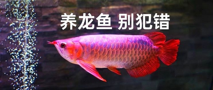 如何喂養(yǎng)龍魚苗長(zhǎng)得快：喂養(yǎng)龍魚苗的注意事項(xiàng) 龍魚百科 第1張