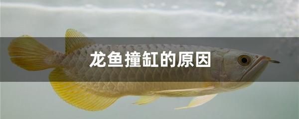 龍魚回家第一次開口會(huì)死嗎：新購入的龍魚會(huì)在第一次開口時(shí)死亡，我們需要考慮多個(gè)因素 龍魚百科 第3張