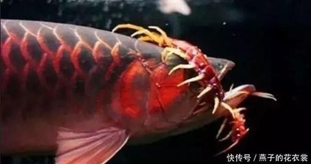 龍魚(yú)多大魚(yú)缸能養(yǎng)一條：龍魚(yú)多大魚(yú)缸能養(yǎng)一條成年的銀龍魚(yú) 龍魚(yú)百科 第3張