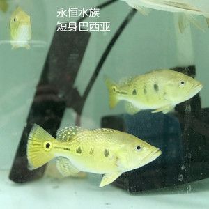 單養(yǎng)龍魚多久換水：大型龍魚在選擇配魚時(shí)需要考慮哪些因素